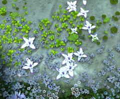 Crystal-Clear Water closeup.jpg