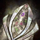 Embellished Shield.png