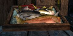 Fish (Shipwreck Strand).jpg
