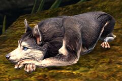 Husky (sitting).jpg