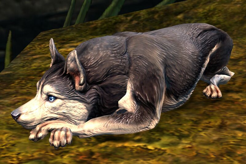 File:Husky (sitting).jpg