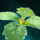 Germinate Raspberries.png