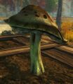 Thumbnail for version as of 17:22, 25 February 2026