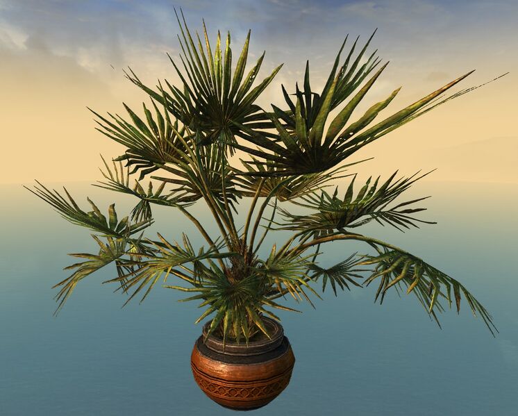 File:Potted Lady Palm.jpg