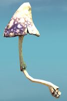 Crooked Mushroom.jpg
