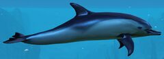 Dolphin.jpg
