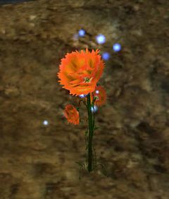 Homegrown Koda's Blossom.jpg