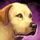 Mini Golden Labrador.png