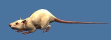 Mini Lunar Rat.jpg