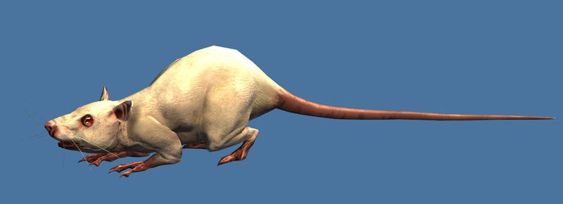 File:Mini Lunar Rat.jpg