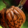 Mini Pumpkin Jack.png