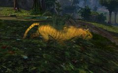 Tiger Tracks.jpg