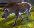 Hyena challenger.