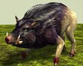 Jungle Boar.jpg