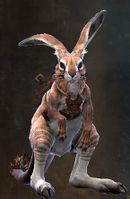 Maguuma Jackrabbit.jpg