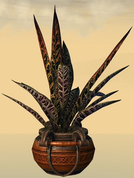 File:Potted Djinn's Tongue side.jpg