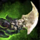 Orrian Spear.png