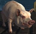 Pig