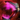 Dark Asuran Focus.png