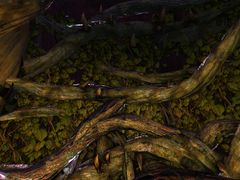 Weakened Vines.jpg