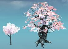 Canthan Cherry Tree comparison.jpg
