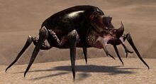Giant Beetle.jpg