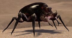 Giant Beetle.jpg