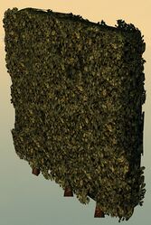 Hedge.jpg