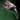 Barb.png