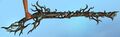 Bioluminescent Rifle.jpg