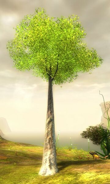 File:Baoba Sapling.jpg