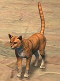 Cat (ginger).jpg