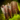 Gift of the Desolation.png