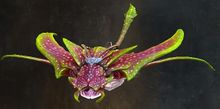 Spotted Orchid.jpg