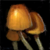 Fungus.png