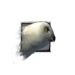 Juvenile Owl.png