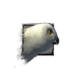 Juvenile Owl.png