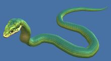 Mini Snake.jpg
