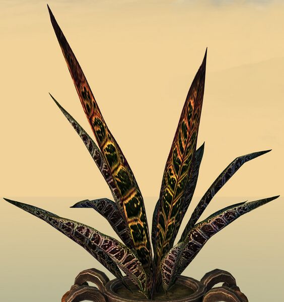 File:Potted Djinn's Tongue close-up.jpg