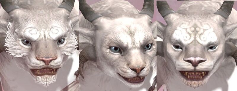 File:Charr female faces 2.jpg