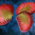 Iboga Petals.png