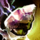 Lingering Branded Aether.png