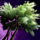 Mimosa Tree.png