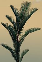 Potted Blue Moa Fern close-up.jpg