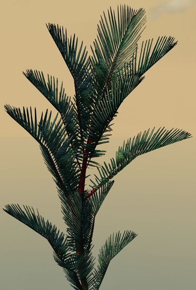 File:Potted Blue Moa Fern close-up.jpg