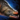 Alpine Char
