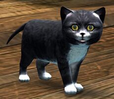 Black Kitten.jpg