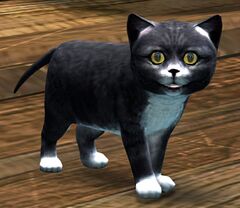 Black Kitten.jpg