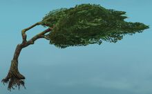 Meditative Windswept Tree.jpg