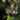 Mini Lynx.png